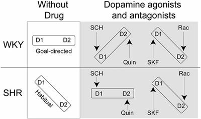 Dopaminergic Modulation of Goal-Directed Behavior in a Rodent Model of Attention-Deficit/Hyperactivity Disorder